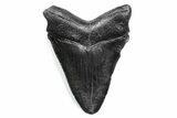Serrated, Fossil Megalodon Tooth - South Carolina #370465-1